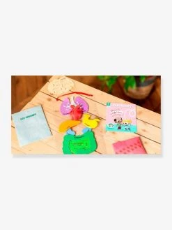 Kit Collector Les Organes Du Corps 3/7 Ans PANDACRAFT Violet - Pandacraft -Buki France Shop kit collector les organes du corps 37 ans pandacraft 4
